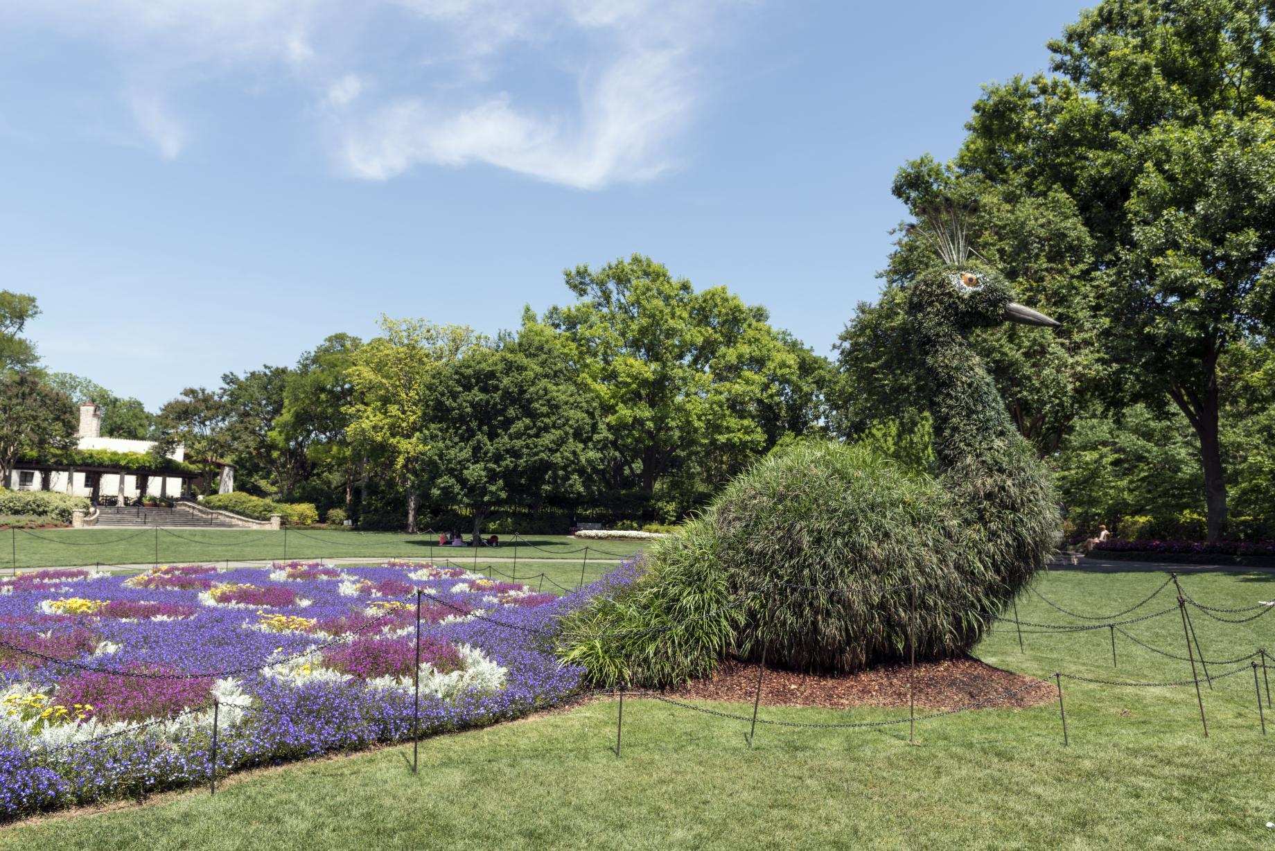 Lawn and a flower bed of purple, magenta, white and yellow blooms beside a large topiary peacock covered in grasses, with shade trees and a white stucco house with a pergola in the background.